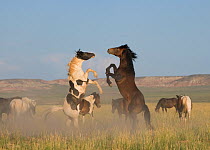 Wild horse / mustang (Equus caballus) two fighting in the McCullough Peaks, Wyoming, USA.