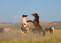 Wild horse / mustang (Equus caballus) two fighting in the McCullough Peaks, Wyoming, USA.