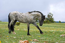 Wild horse / mustang (Equus caballus) stallion pawing the ground, ready to fight in the Pryor Mountains, Wyoming, USA.