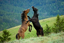 Wild horse / mustang (Equus caballus) two young mustangs play-fighting in the Pryor Mountains, Wyoming, USA.