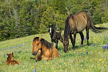 Wild horse / mustang (Equus caballus) two mares and colts relax in the sun, Pryor Mountains, Wyoming, USA.