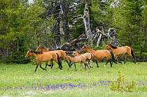 Wild horse / mustang (Equus caballus) herd of mares with foals running, Pryor Mountains, Wyoming, USA.