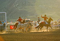 Two riders lassoo a bull outside the arena during the Extreme Bull competition, in Cody, Wyoming, USA, 2009