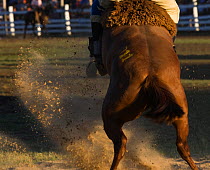 A gaucho (cowboy) tries to remain on the back of a wild horse (Equus caballus) rear view during the Fiesta De La Patria Gaucha, Tacuarembo, Uruguay. April 2008