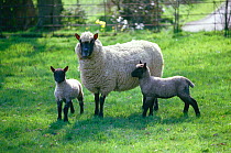 Ewe with two lambs, Spring, UK,