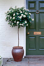 Front door, entrance to house, with standard flowering tree in pot, England, UK