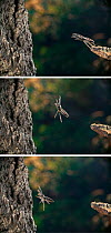 Series of Fence post jumper spider (Marpissa muscosa) sequence, showing three stages of the jump. This is the largest jumping spider found in England, UK.