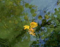 Algal bloom on pond with three fallen leaves, England, UK