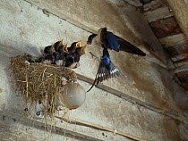Swallow (Hirundo rustica) feeding chicks on nest build over light bulb, England, UK
