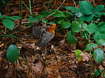 Robin ( Erithacus rubecula) in flight, taking off from nest with chicks, England, UK