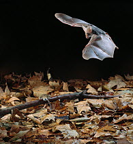 Greater false vampire bat (Megaderma lyra) in flight  approaching mouse prey (perspex sheet protects mouse)