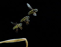 Hoverfly (Syrphus sp) in flight, multi-flash sequence of 3.