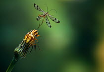 Common scorpion fly (Panorpa sp) taking off from flower. High-speed image. UK