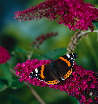 Red admiral butterfly (Vanessa atalanta) on Buddleia (Buddleja davidii) UK