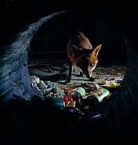 Urban red fox ( ulpes vulpes) scavenging for food in dustbin, UK