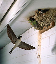 House martin (Delichon urbicum) flying to nest with chicks. UK