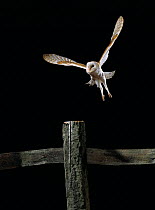 Barn owl (Tyto alba) in flight over fencing at night, UK.
