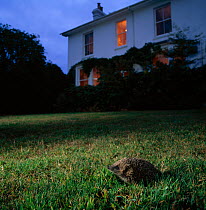 Hedgehog (Erinaceus europaeus) foraging on garden lawn at dusk. Sussex, England.