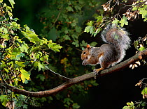 Grey squirrel (Sciurus carolinensis) feeding in branches of Sycamore tree (Acer pseudoplatanus) England, UK