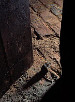 House mouse ( Mus musculus) in open barn doorway. England, UK
