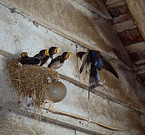 Barn swallow (Hirundo rustica) feeding chicks at nest built on electric light bulb. England, UK.