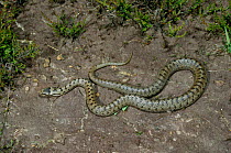 Smooth snake (Coronella austriaca) England, UK.