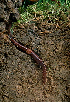 Earthworm (Lumbricus terrestris) in burrow, exposed in sectioned topsoil, England, UK