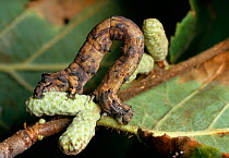 Scalloped hazel moth larva (Odontopera bidentata)  feeding on tree buds. England, UK.