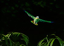 Orange winged amazon parrot (Amazona amazonica) in flight.