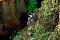 Coal tit ( Periparus ater) in flight, leaving nest in mossy tree trunk. England, UK