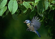 Blue tit (Parus caeruleus) in flight carrying insect prey. England, UK