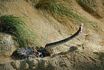 Western diamond-back rattlesnake (Crotalus atrox) striking. USA