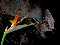 Geoffrey's long-nosed bat (Anoura geoffroyi) flying towards Strelitzia flower.
