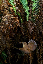 Wren ( Troglodytes troglodytes) in flight carrying insect prey, and approaching nest. Spring, England, UK