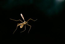 Crane fly (Tipula sp) female in flight at night, UK