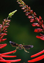 Paper wasp (Polistes metricus) in flight, Everglades, Florida, USA