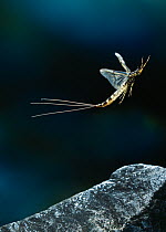 Mayfly (Ephemera danica) in flight, England, UK