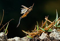 Grasshopper (MelanopLus sp) jumping. Florida, USA
