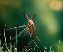 Desert locust (Schistocerca gregaria) in flight, low over grassland.