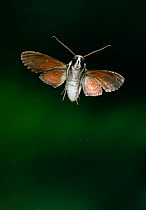 Ello sphinx moth (Erinnyis sp) in flight. Venezuelan cloudforest, South America.