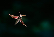 Hawk moth (Amplypterus gammaseus) in flight. Venezuelan cloudforest, South America.