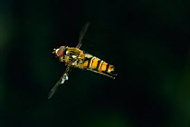 Hoverfly (Episyrphus balteatus) hovering. UK