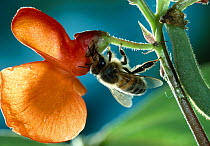 European Honey bee (Aphis mellifera) collecting nectar from bean flower. England, UK