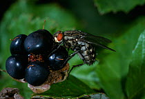 Fleshfly (Sarcophaga carnaria) on blackberry, England, UK.