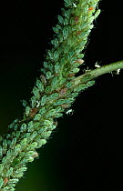 Mass of Greenfly (Aphidoidea) feeding on plant stem. UK