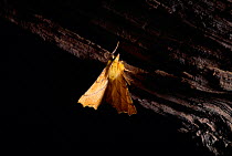 Canary shouldered thorn moth (Ennomos alniaria) at rest. Europe