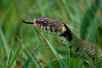 Grass snake ( Natrix natrix) foraging, with tongue visible. UK