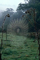 Web of Orb web spider in early morning dew, England, UK.