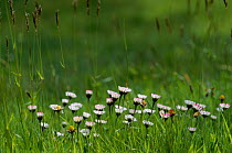 Grass with Common daisies (Bellis perennis) Summer, England, UK.