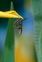 Mayfly (Ephemeroptera) at rest on flower. UK.